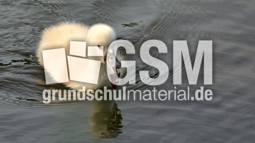 Höckerschwanküken (23).jpg